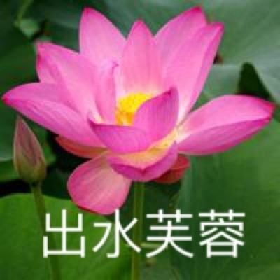 圣域奇迹破解版下载